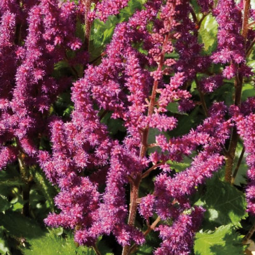 Astilbe chinensis Purpurkerze - Pluimspirea (Bloei)
