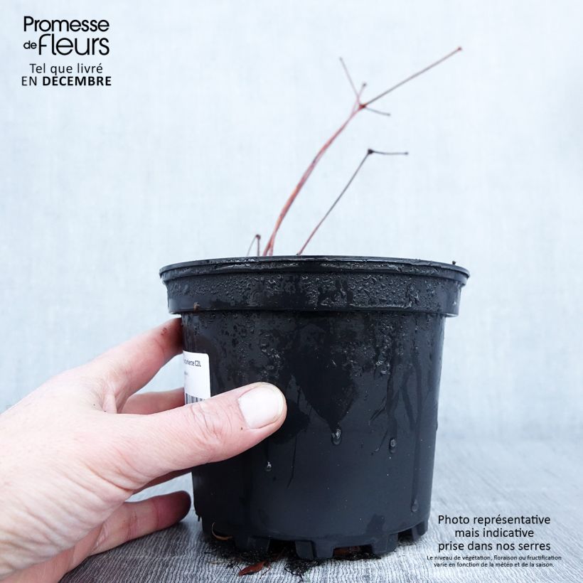 Exemplaar van Astilbe Chinensis Purpurkerze Pot de 2L/3L zoals geleverd in de herfst