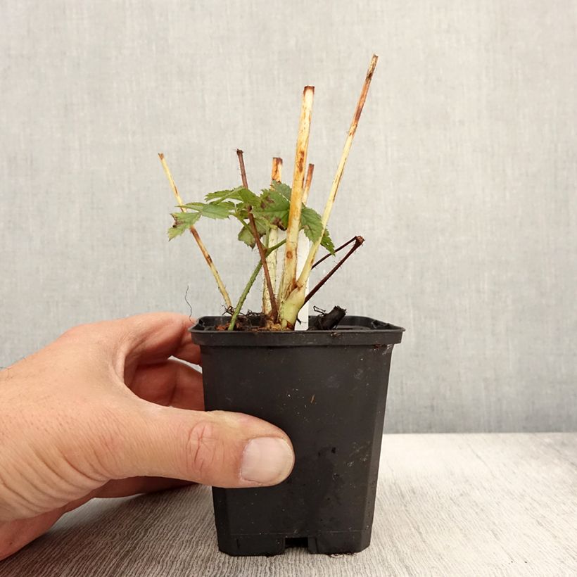 Exemplaar van Astilbe chinensis var. taquetii Purpurlanze - Pluimspirea Kweekpotje van 8/9 cm zoals geleverd in de herfst