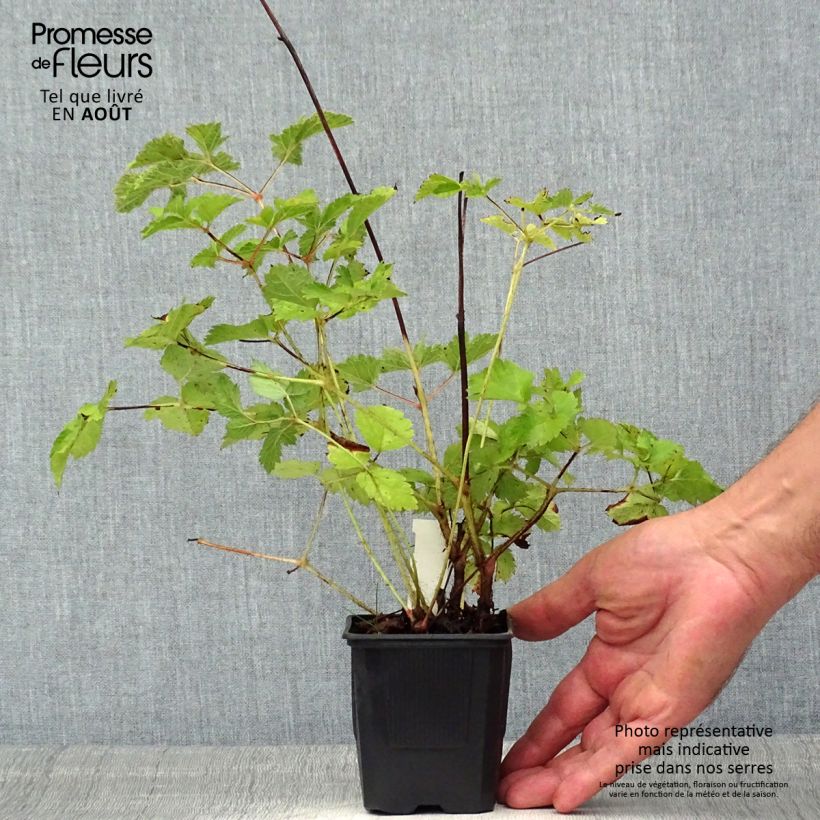 Exemplaar van Astilbe chinensis var. taquetii Purpurlanze - Pluimspirea Kweekpotje van 8/9 cm zoals geleverd in de zomer
