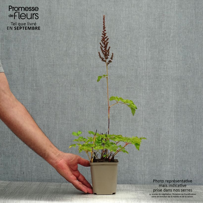 Exemplaar van Astilbe chinensis var. taquetii Superba - Pluimspirea Kweekpotje van 8/9 cm zoals geleverd in de zomer