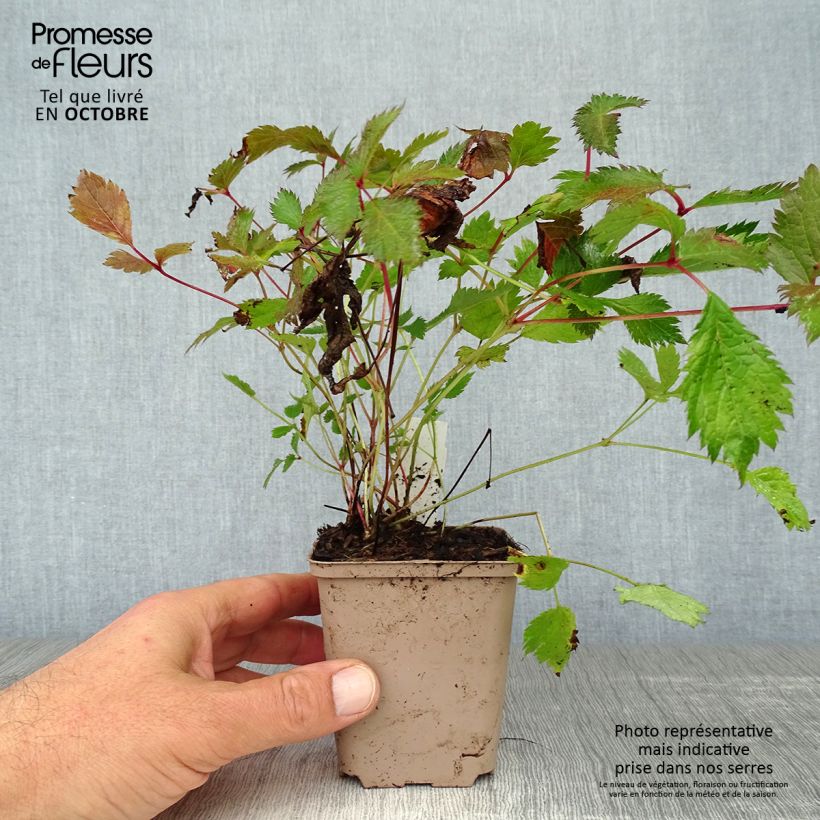 Exemplaar van Astilbe chinensis Veronica Klose - Pluimspirea Kweekpotje van 8/9 cm zoals geleverd in de herfst