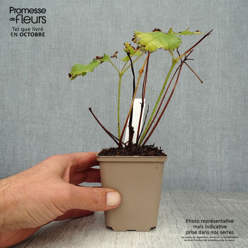 Exemplaar van Astilbe chinensis Visions - Pluimspirea Kweekpotje van 8/9 cm zoals geleverd in de herfst
