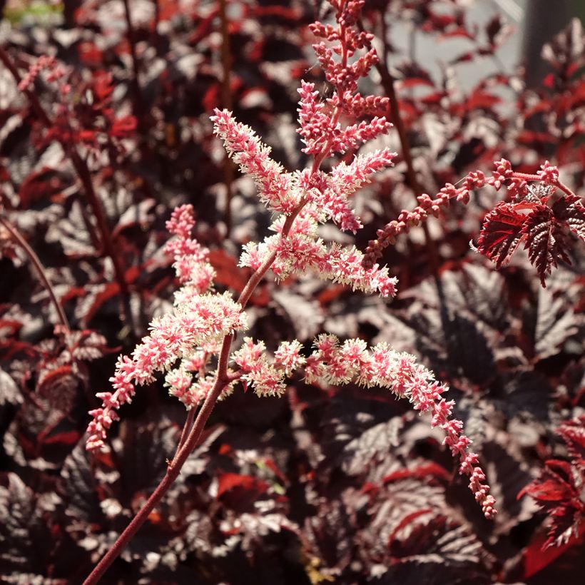 Astilbe Chocolate Shogun - Pluimspirea (Bloei)