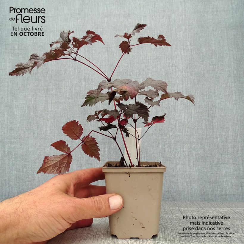 Exemplaar van Astilbe Chocolate Shogun - Pluimspirea Kweekpotje van 8/9 cm zoals geleverd in de herfst