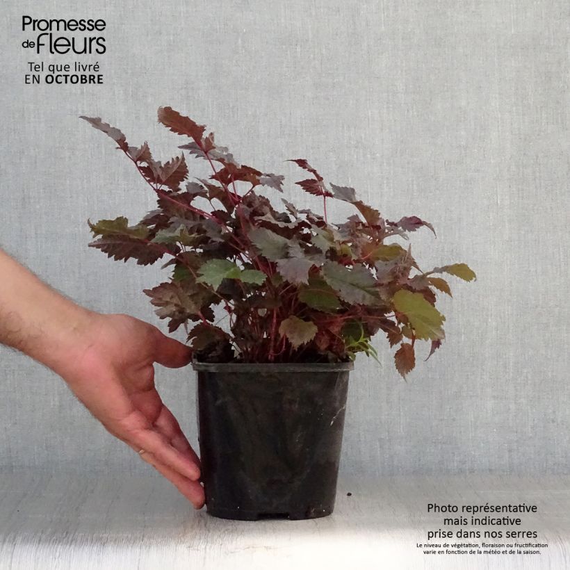 Exemplaar van Astilbe Chocolate Shogun Pot de 1,5L/2L zoals geleverd in de herfst
