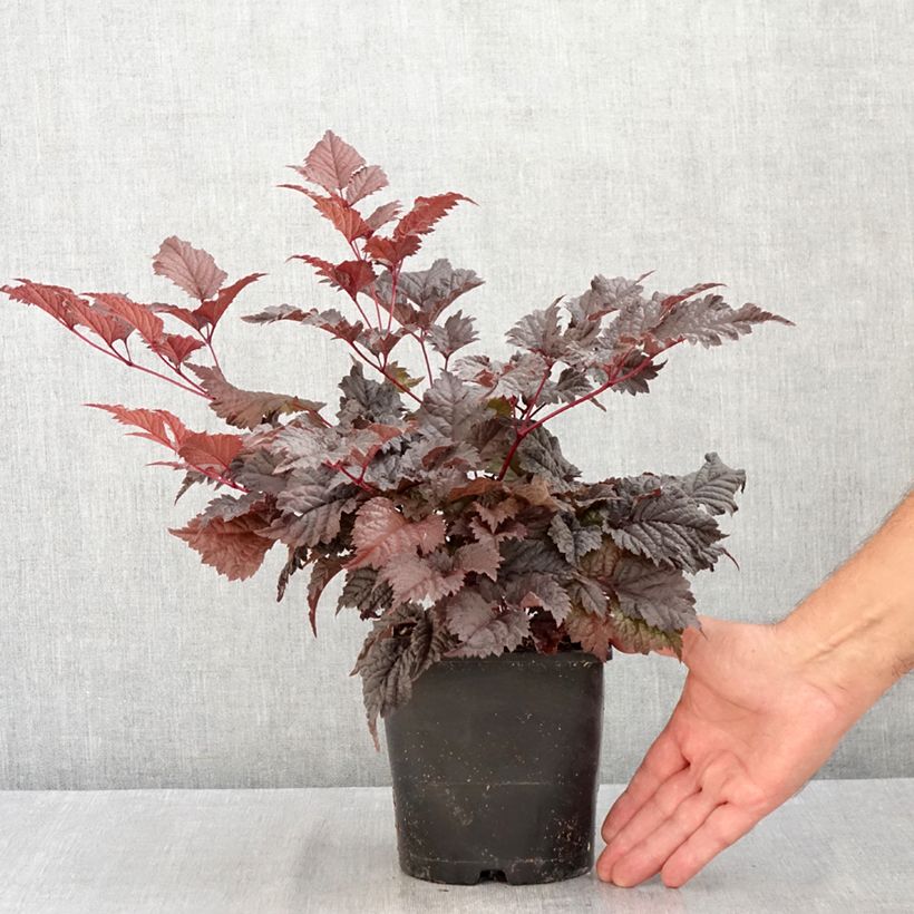 Exemplaar van Astilbe Chocolate Shogun - Pluimspirea Pot van 1,5 l/2 l zoals geleverd in de zomer