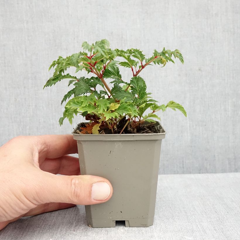 Exemplaar van Astilbe crispa Perkeo - Pluimspirea Kweekpotje van 8/9 cm zoals geleverd in de herfst