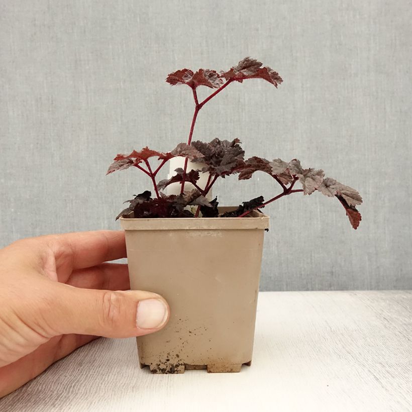 Exemplaar van Astilbe Darkside Of The Moon - Pluimspirea Kweekpotje van 8/9 cm zoals geleverd in de zomer