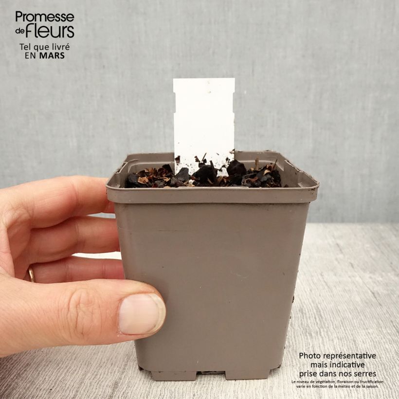 Exemplaar van Astilbe Darkside Of The Moon - Pluimspirea Kweekpotje van 8/9 cm zoals geleverd in de lente