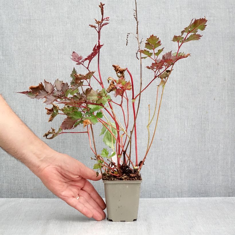 Exemplaar van Astilbe japonica Delft Lace - Pluimspirea Kweekpotje van 8/9 cm zoals geleverd in de herfst