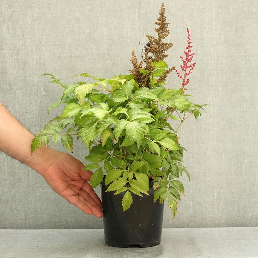 Exemplaar van Astilbe japonica Montgomery - Pluimspirea Pot van 2 l/3 l zoals geleverd in de zomer