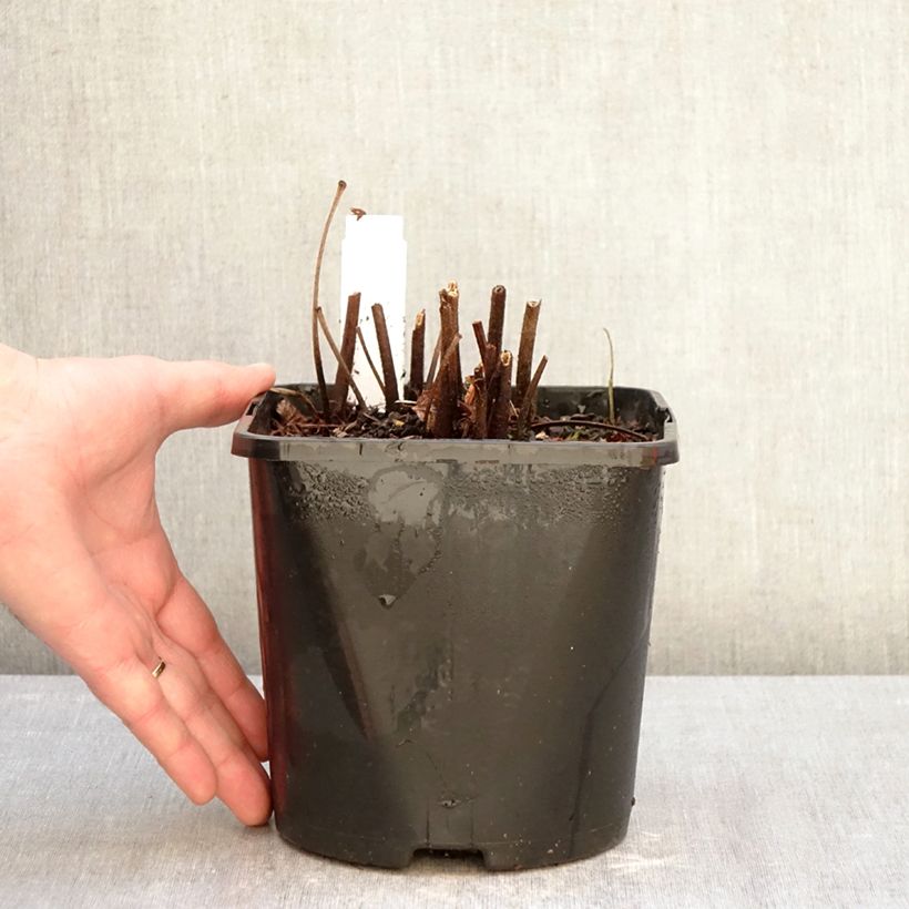 Exemplaar van Astilbe japonica Montgomery - Pluimspirea Pot van 2 l/3 l zoals geleverd in de winter