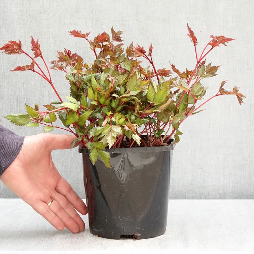 Exemplaar van Astilbe japonica Montgomery - Pluimspirea Pot van 2 l/3 l zoals geleverd in de lente