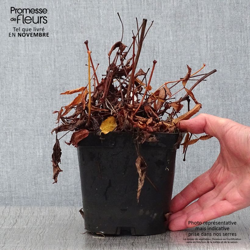 Exemplaar van Astilbe japonica Peach Blossom - Pluimspirea Pot van 1,5 l/2 l zoals geleverd in de herfst