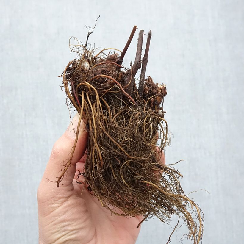 Exemplaar van Astilbe japonica Peach Blossom - Pluimspirea Naakte wortel zoals geleverd in de winter