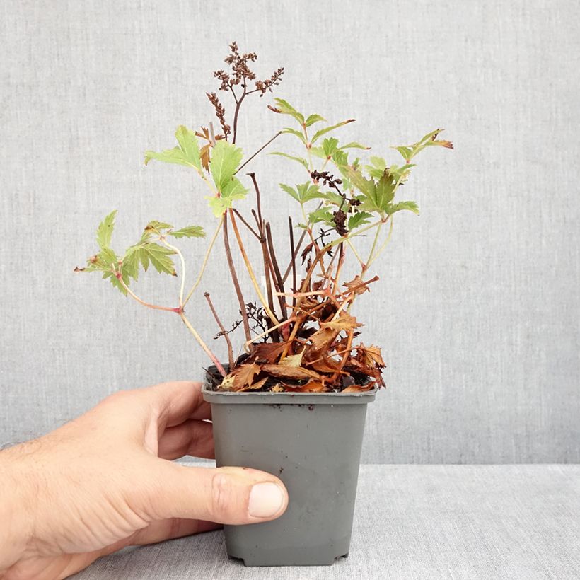 Exemplaar van Astilbe japonica Vesuvius - Pluimspirea Kweekpotje van 8/9 cm zoals geleverd in de herfst