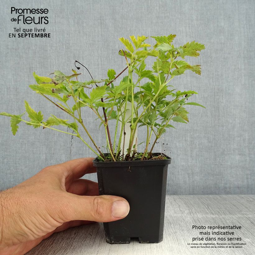 Exemplaar van Astilbe japonica Vesuvius - Pluimspirea Kweekpotje van 8/9 cm zoals geleverd in de zomer