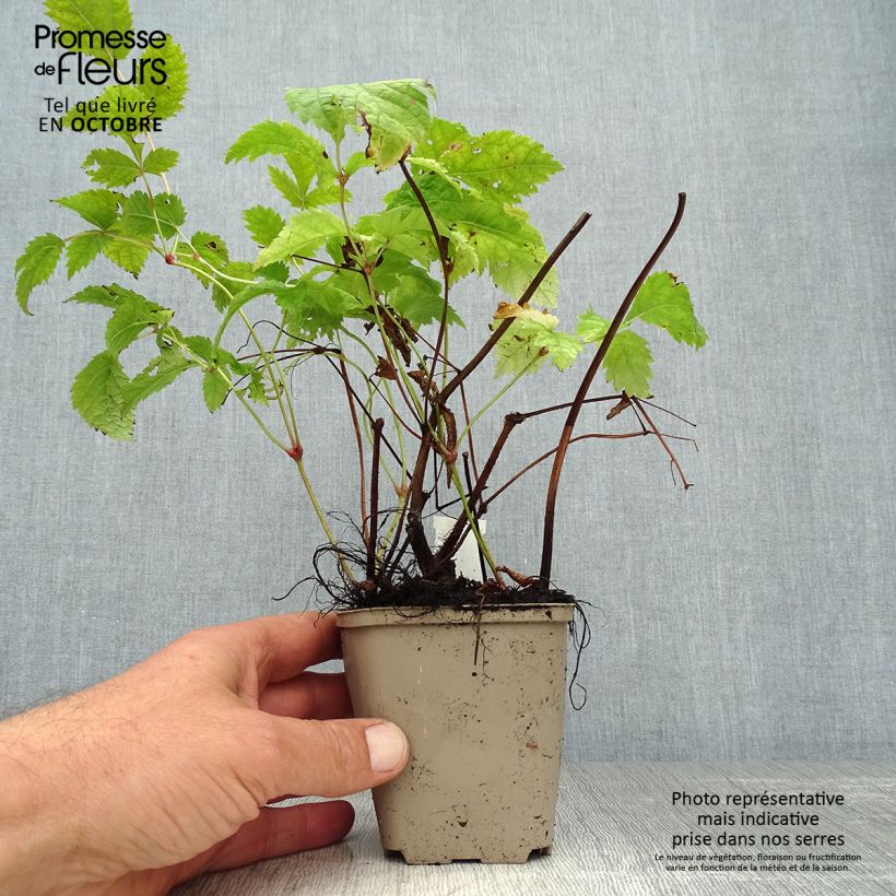 Exemplaar van Astilbe thunbergii Professor van der Wielen - Pluimspirea Kweekpotje van 8/9 cm zoals geleverd in de herfst