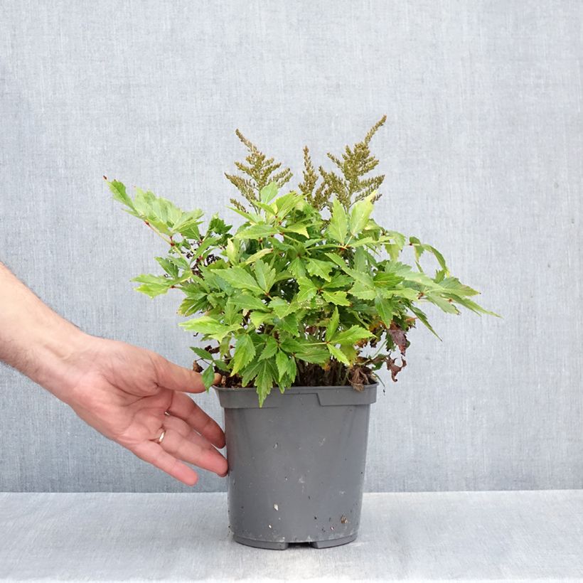 Exemplaar van Astilbe simplicifolia Snow Sprite - Pluimspirea Pot van 2 l/3 l zoals geleverd in de herfst