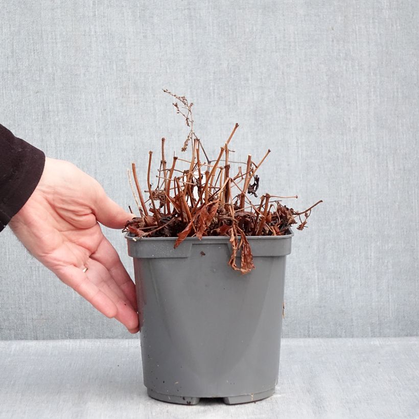 Exemplaar van Astilbe simplicifolia Snow Sprite - Pluimspirea Pot van 2 l/3 l zoals geleverd in de winter