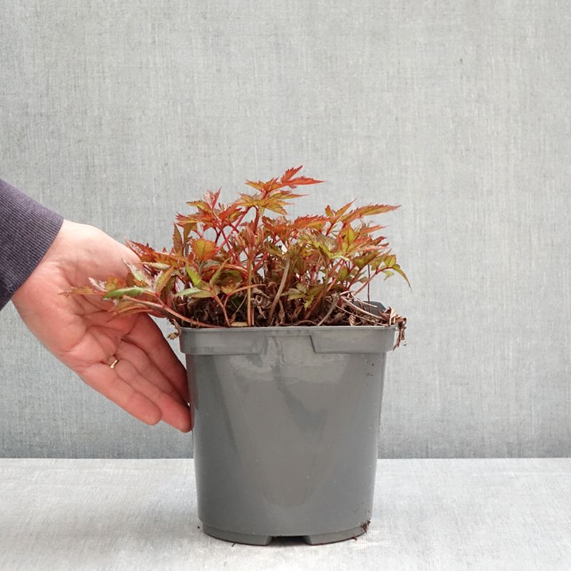 Exemplaar van Astilbe simplicifolia Snow Sprite - Pluimspirea Pot van 2 l/3 l zoals geleverd in de lente
