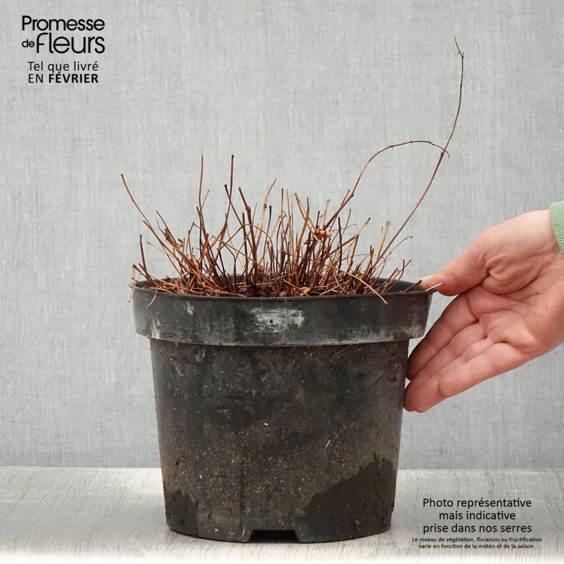 Exemplaar van Astilbe simplicifolia Key West Pot de 4L/5L zoals geleverd in de winter