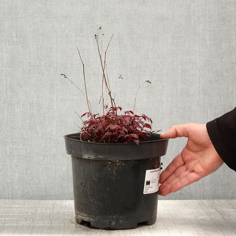 Exemplaar van Astilbe Key West - Pluimspirea Pot van 4 l/5 l zoals geleverd in de lente