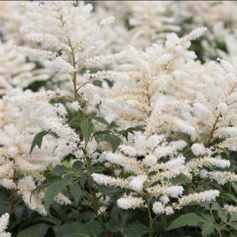 Astilbe Washington - Pluimspirea (Bloei)