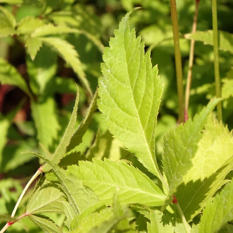 Astilbe Washington - Pluimspirea (Blad)