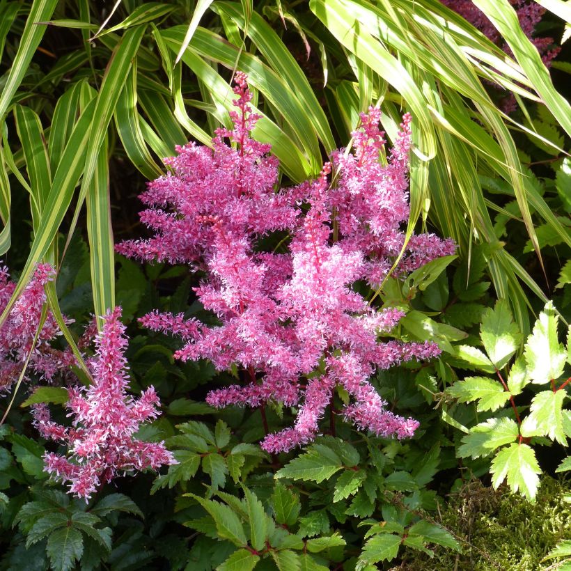 Astilbe Younique Red - Pluimspirea (Bloei)