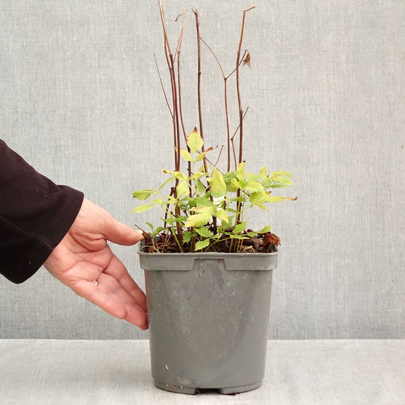 Exemplaar van Astilbe Younique Red - Pluimspirea Pot van 2 l/3 l zoals geleverd in de herfst