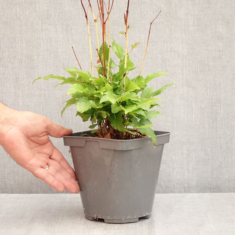Exemplaar van Astilbe Younique Red - Pluimspirea Pot van 2 l/3 l zoals geleverd in de zomer