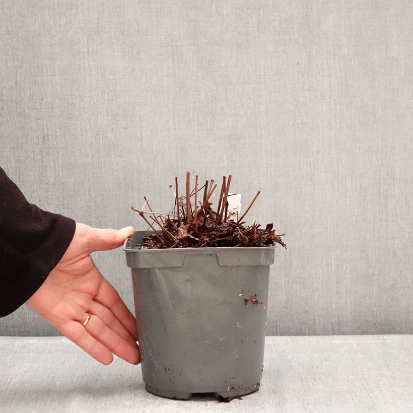 Exemplaar van Astilbe Younique Red - Pluimspirea Pot van 2 l/3 l zoals geleverd in de winter