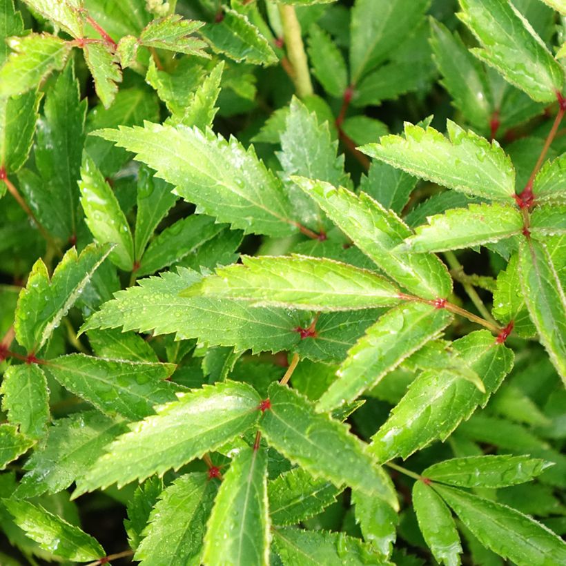 Astilbe Younique Silvery Pink - Pluimspirea (Blad)