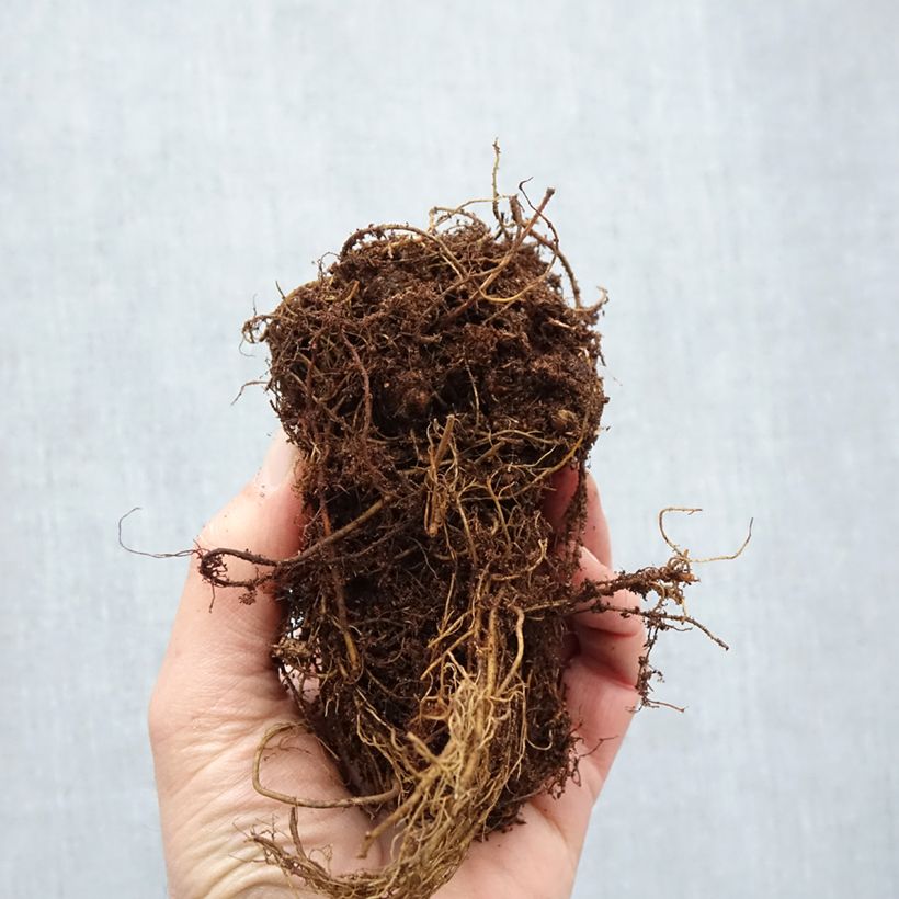 Exemplaar van Astilbe Younique Silvery Pink - Pluimspirea Naakte wortel zoals geleverd in de winter