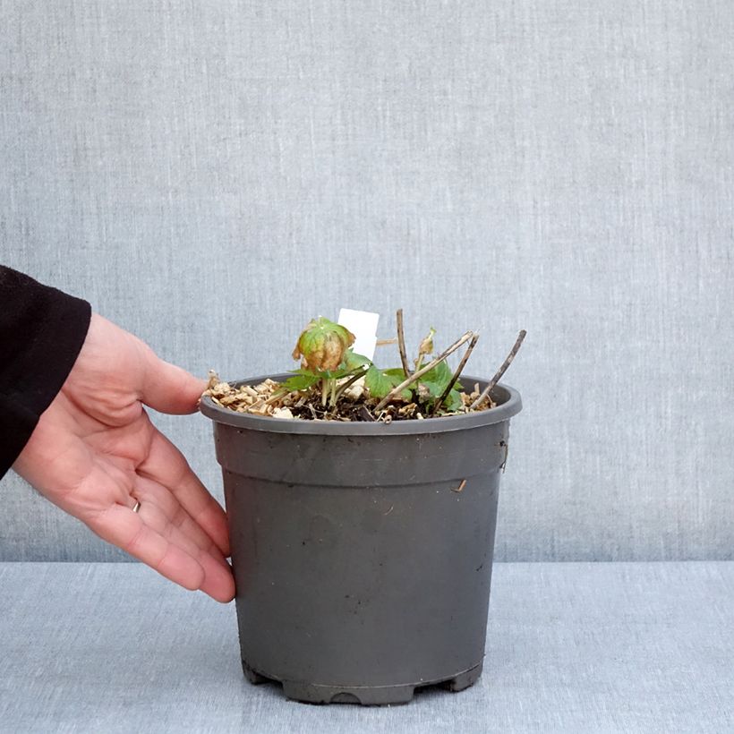 Exemplaar van Astrantia major Alba - Zeeuws knoopje Pot van 2 l/3 l zoals geleverd in de lente
