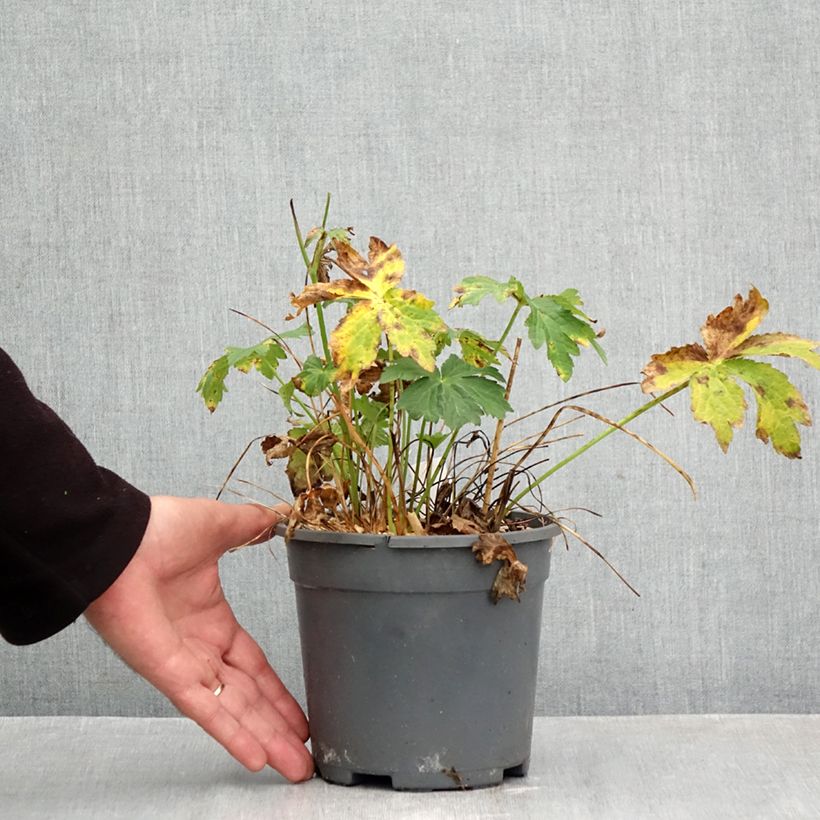 Exemplaar van Astrantia major Alba - Zeeuws knoopje Pot van 2 l/3 l zoals geleverd in de herfst