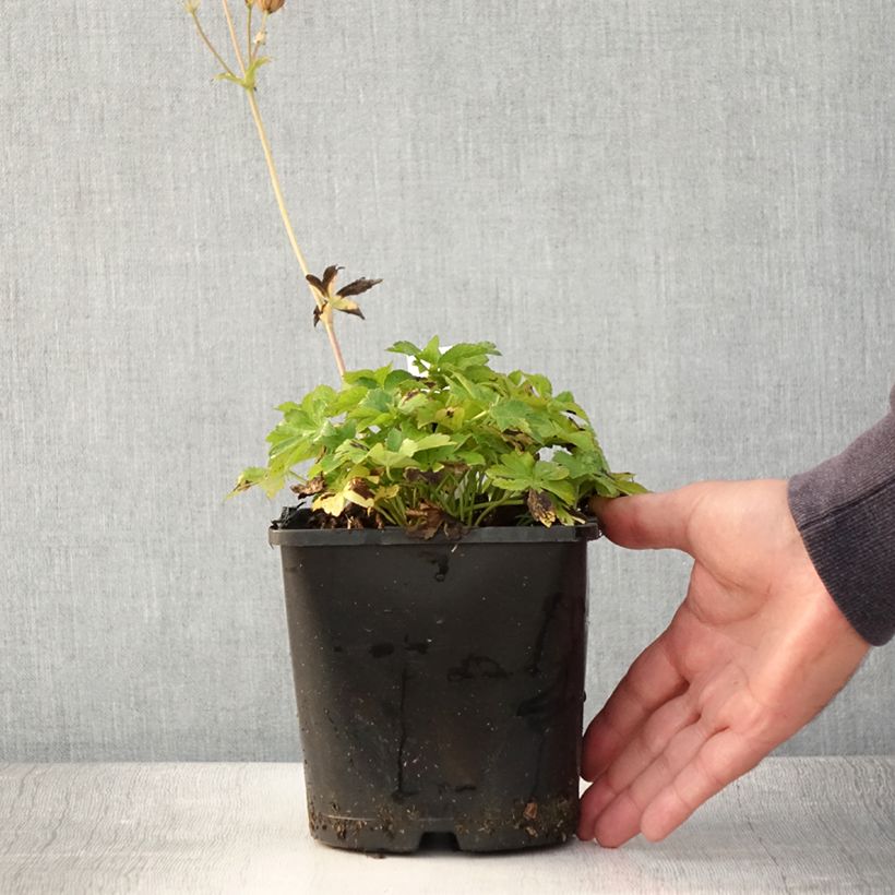 Exemplaar van Astrantia major Buckland - Zeeuws knoopje Pot van 2 l/3 l zoals geleverd in de zomer