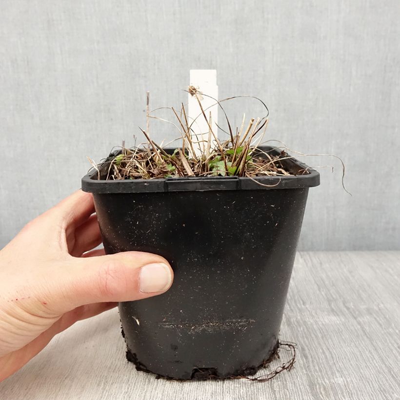 Exemplaar van Astrantia major Buckland - Zeeuws knoopje Pot van 2 l/3 l zoals geleverd in de lente