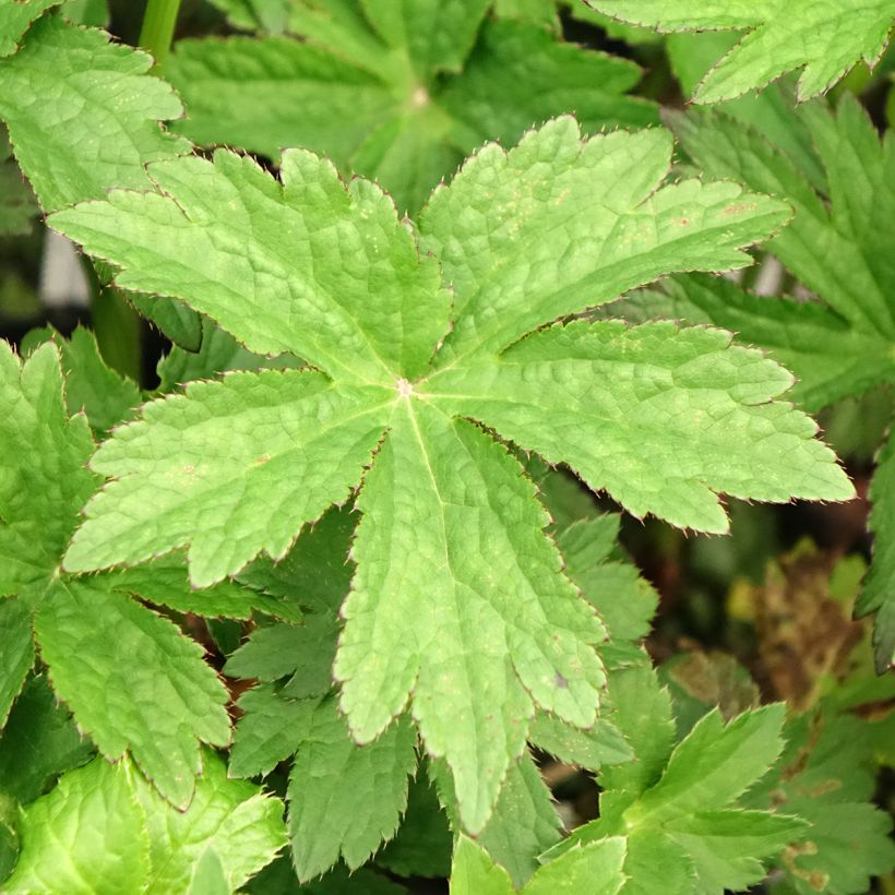 Astrantia major Primadonna - Zeeuws knoopje (Blad)