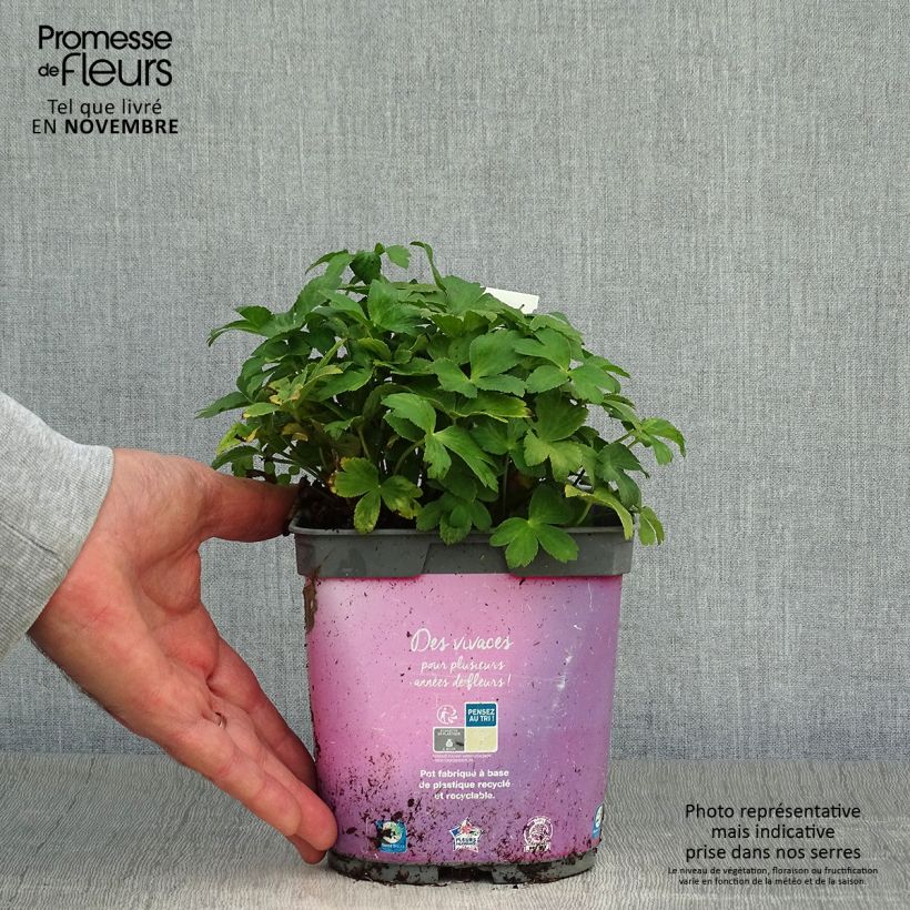 Exemplaar van Astrantia major Roma - Zeeuws knoopje Pot van 2 l/3 l zoals geleverd in de herfst