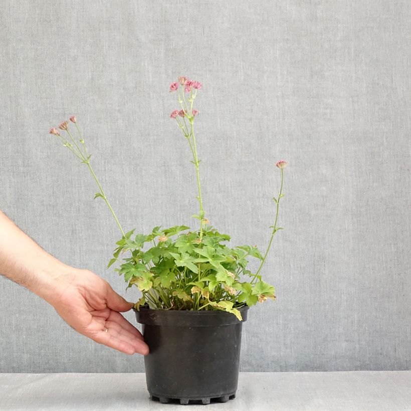 Exemplaar van Astrantia major Roma - Zeeuws knoopje Pot van 2 l/3 l zoals geleverd in de zomer