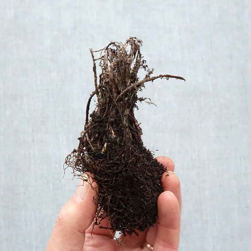 Exemplaar van Astrantia major Roma - Zeeuws knoopje Naakte wortel zoals geleverd in de winter