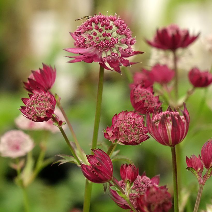 Astrantia major Rubra - Zeeuws knoopje (Bloei)