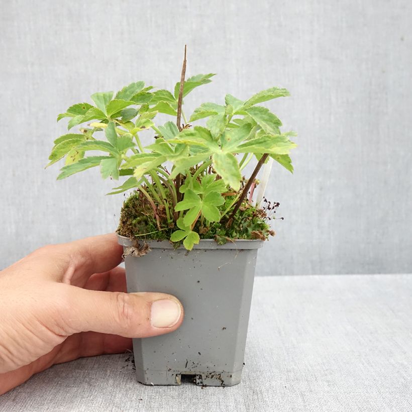 Exemplaar van Astrantia major Ruby Cloud - Zeeuws knoopje Kweekpotje van 8/9 cm zoals geleverd in de herfst