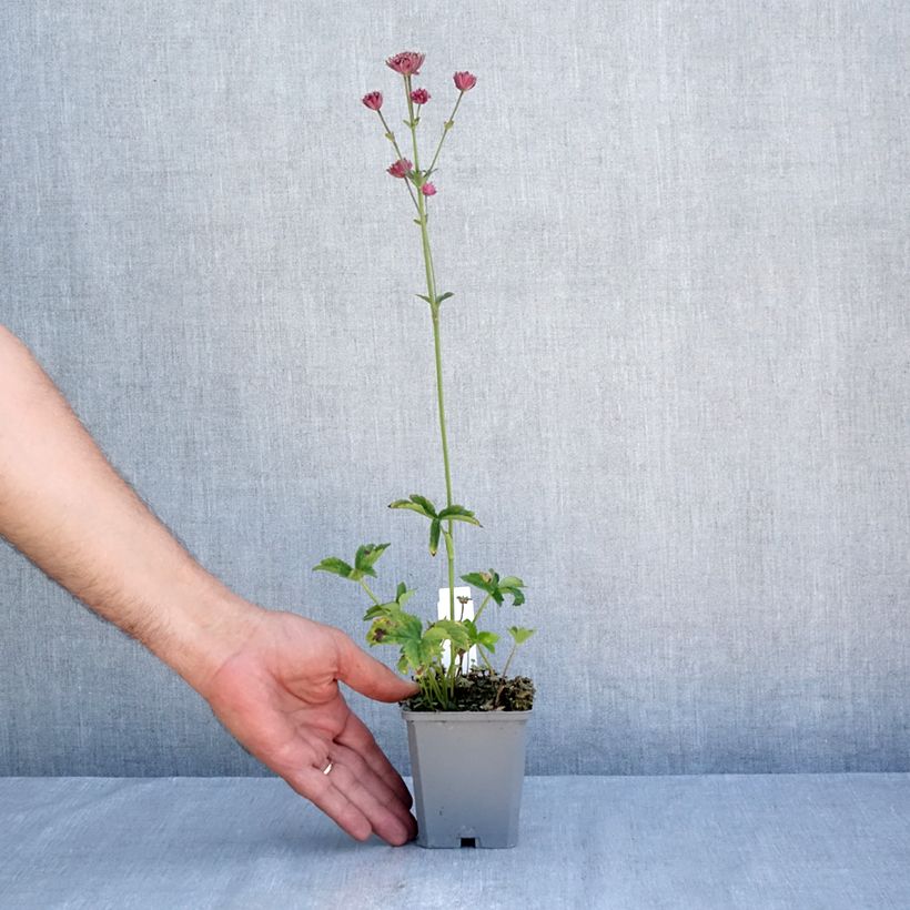 Exemplaar van Astrantia major Ruby Cloud - Zeeuws knoopje Kweekpotje van 8/9 cm zoals geleverd in de zomer