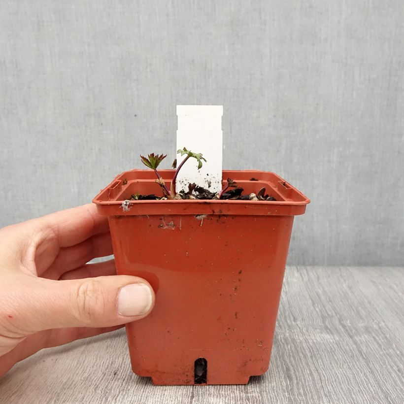 Exemplaar van Astrantia major Ruby Wedding - Zeeuws knoopje Pot van 1 l/1,5 l zoals geleverd in de lente