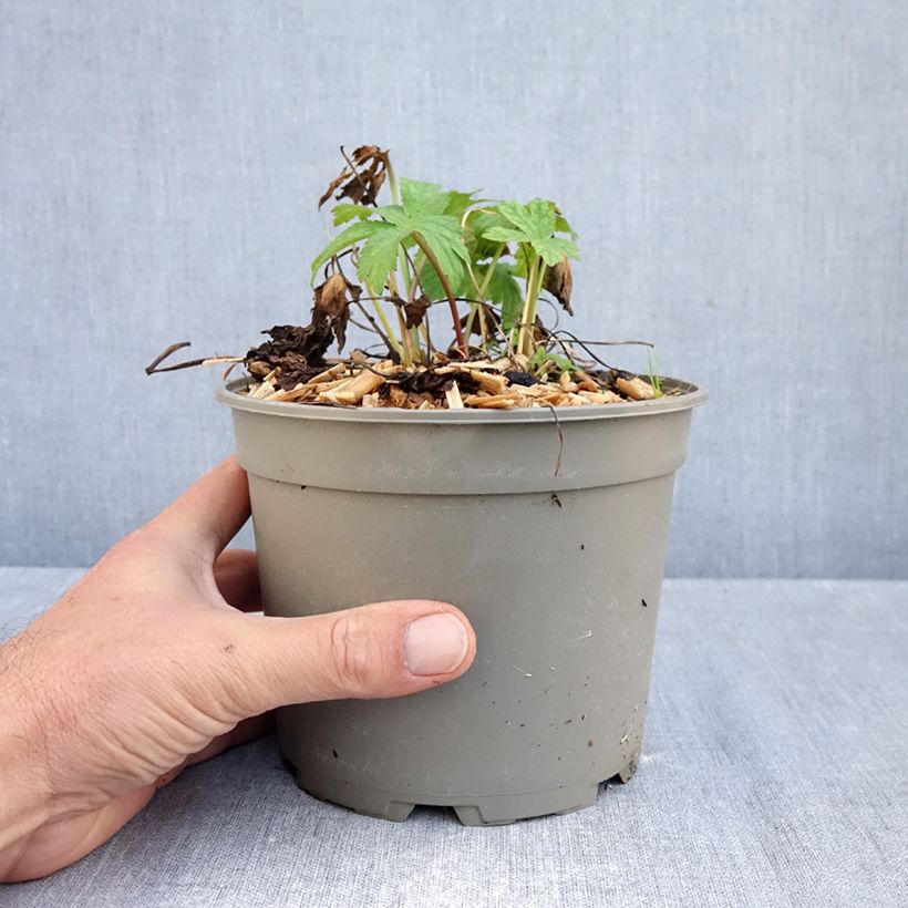 Exemplaar van Astrantia major Shaggy - Zeeuws knoopje Pot van 2 l/3 l zoals geleverd in de herfst
