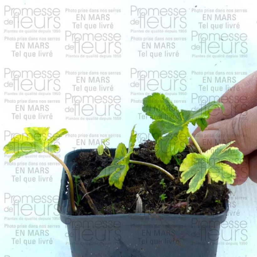 Voorbeeld van een exemplaar van Astrantia major Sunningdale Variegated - Zeeuws knoopje Kweekpotje van 8/9 cm zoals geleverd